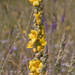 0442-Keizerskaars--Verbascum-phlomoides-pastures