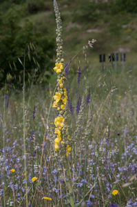 0442-Keizerskaars--Verbascum-phlomoides