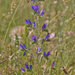 0443-Slangenkruid-Echium-vulgare-arid-pastures-ruderal-environmen