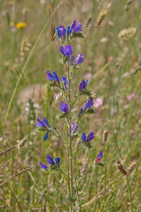 0443-Slangenkruid-Echium-vulgare-arid-pastures-ruderal-environmen