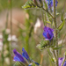 0444-Slangenkruid-Echium-vulgare-arid-pastures-ruderal-environmen