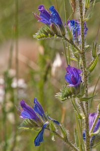 0444-Slangenkruid-Echium-vulgare-arid-pastures-ruderal-environmen