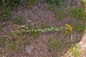 0445-Hypericum-perfoliatum-fields-arid-meadows