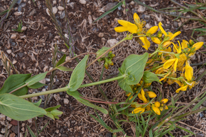 0446-Hypericum-perfoliatum-fields-arid-meadows