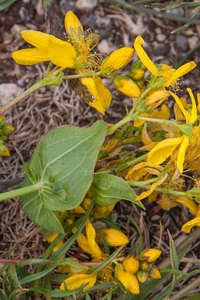 0447-Hypericum-perfoliatum-fields-arid-meadows