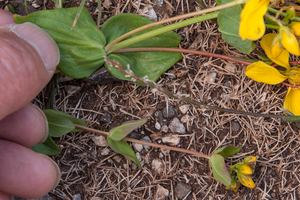 0448-Hypericum-perfoliatum-fields-arid-meadows