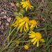 0451-Bezemkruiskruid-Senecio-inaequidens-arid-uncultivated-land-r