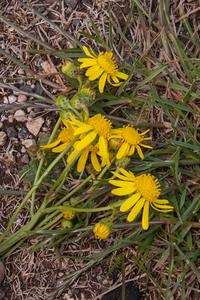 0451-Bezemkruiskruid-Senecio-inaequidens-arid-uncultivated-land-r