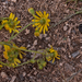 0452-Bezemkruiskruid-Senecio-inaequidens-arid-uncultivated-land-r