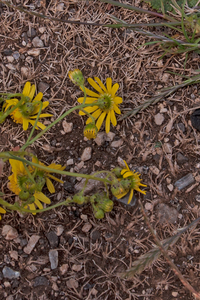 0452-Bezemkruiskruid-Senecio-inaequidens-arid-uncultivated-land-r