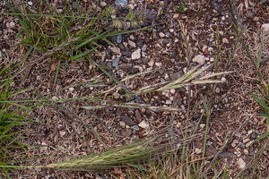 0456-bromopsis-erecta-meadows-and-arid-pastures