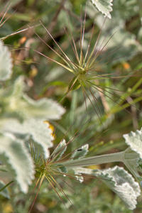 0466-Aegilops-geniculata-=-Triticum-ovatum--arid-meadows-