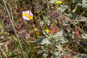 0470-Marrubium-incanum-pastures-uncultivated-land