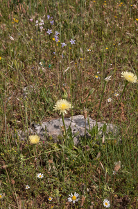 0471-Urospermum-dalechampii--arid-fields-uncultivated-land