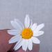 0485-Stinkende-kamille-Anthemis-cotula--uncultivated-land-fields