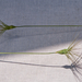 0486-Aegilops-geniculata-=-Triticum-ovatum--arid-meadows