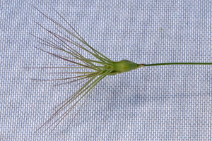 0487-Aegilops-geniculata-=-Triticum-ovatum--arid-meadows