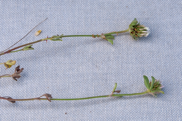 0489-Sea-Clover-Trifolium-squamosum--arid-pastures