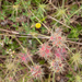 0495-Starry-Clover-Trifolium-stellatum-arid-uncultivated-land-rud