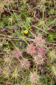 0495-Starry-Clover-Trifolium-stellatum-arid-uncultivated-land-rud