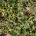 0496-Ruwe-klaver-Trifolium-scabrum-arid-meadows