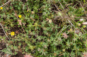 0496-Ruwe-klaver-Trifolium-scabrum-arid-meadows