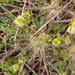 0497-Sea-Clover-Trifolium-squamosum--arid-pastures