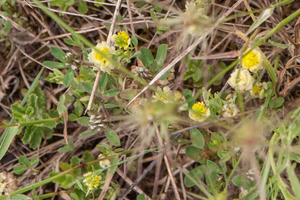 0497-Sea-Clover-Trifolium-squamosum--arid-pastures