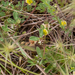 0498-Ruwe-klaver-Trifolium-scabrum-arid-meadows