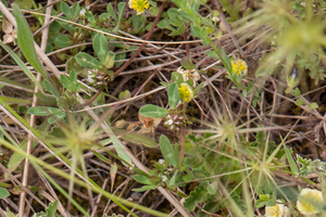 0498-Ruwe-klaver-Trifolium-scabrum-arid-meadows