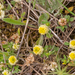 0499-Liggende-klaver-Trifolium-campestre-meadows-and-arid-unculti