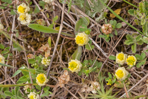0499-Liggende-klaver-Trifolium-campestre-meadows-and-arid-unculti