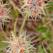 0500-Starry-Clover-Trifolium-stellatum-arid-uncultivated-land-rud