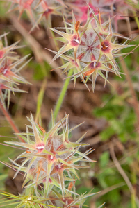 0500-Starry-Clover-Trifolium-stellatum-arid-uncultivated-land-rud
