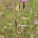 0501-crupina-vulgaris-of-c-Crupina-crupinastrum-arid-meadows