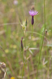 0501-crupina-vulgaris-of-c-Crupina-crupinastrum-arid-meadows