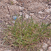 0505-lolium-perenne---uncultivated-land-ruderal-environments