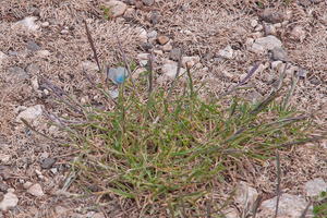 0505-lolium-perenne---uncultivated-land-ruderal-environments