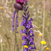 0506-Walstroleeuwenbek-Linaria-purpurea-margin-of-woods-stony-are