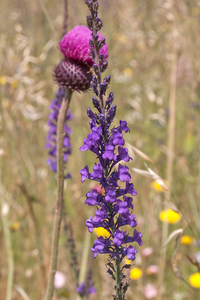 0506-Walstroleeuwenbek-Linaria-purpurea-margin-of-woods-stony-are