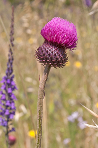 0507-distel-onbekend