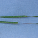 0509-phleum-spec