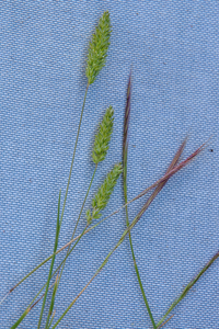 0510-poaceae-onb