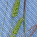 0511-poaceae-onb