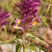 0003-Wilde-weit-Melampyrum-arvense-fields-uncultivated-land