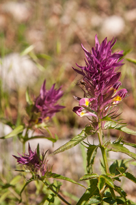 0004-Wilde-weit-Melampyrum-arvense-fields-uncultivated-land