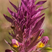 0005-Wilde-weit-Melampyrum-arvense-fields-uncultivated-land