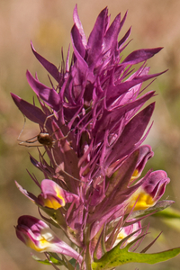 0005-Wilde-weit-Melampyrum-arvense-fields-uncultivated-land