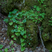 0009-Spekwortel-Tamus-communis-woods