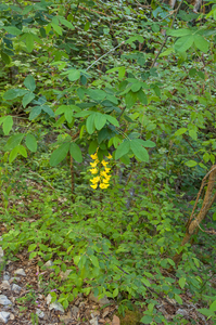 0012-Goudenregen-Laburnum-anagyroides